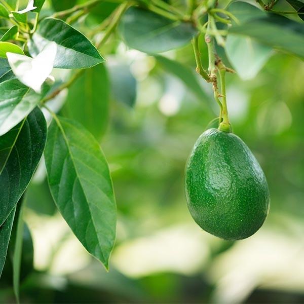 【2025年分受付は終了しました】「モンロー（国産アボカド）大サイズ１玉」 |  | 03