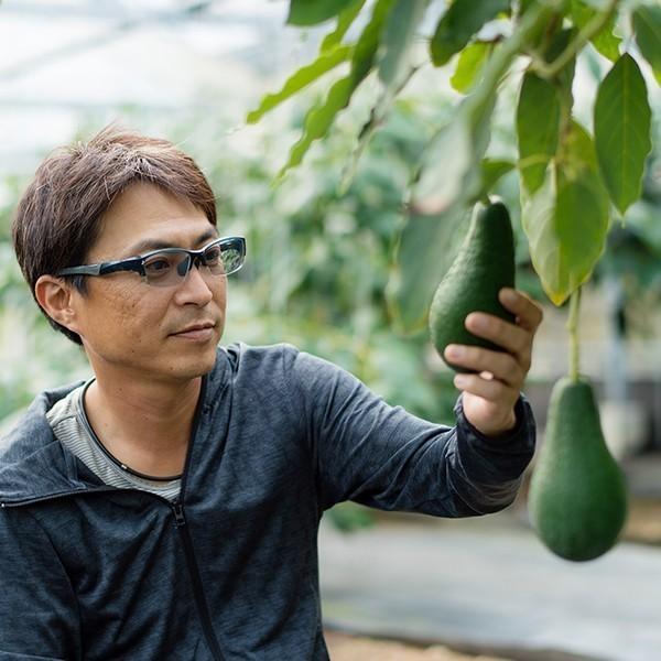 2025年分受付は終了しました】横山果樹園の「ムラシゲ（国産アボカド