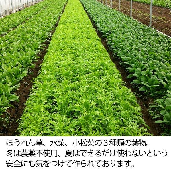 福じいさんの野菜【小松菜】宮崎県綾町産小松菜 150g＊7袋 : やお九州