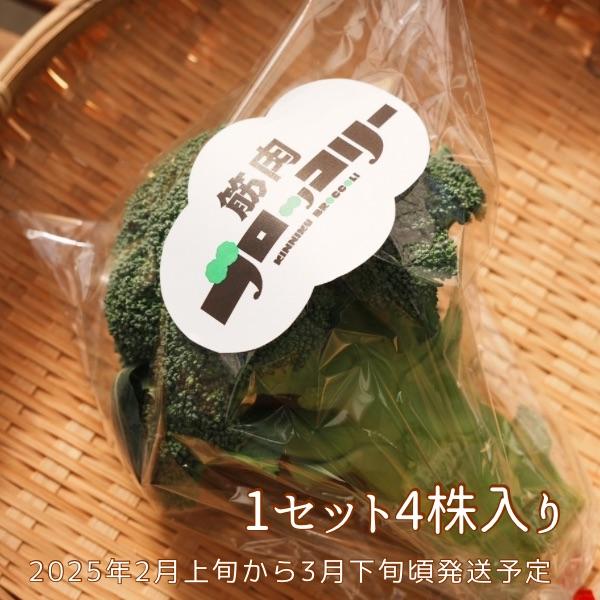 筋肉ブロッコリー１セット（４株） | 