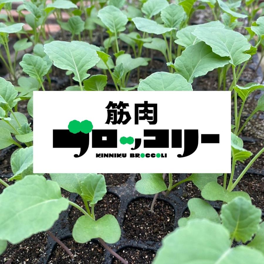 筋肉ブロッコリー１セット（４株） |  | 01