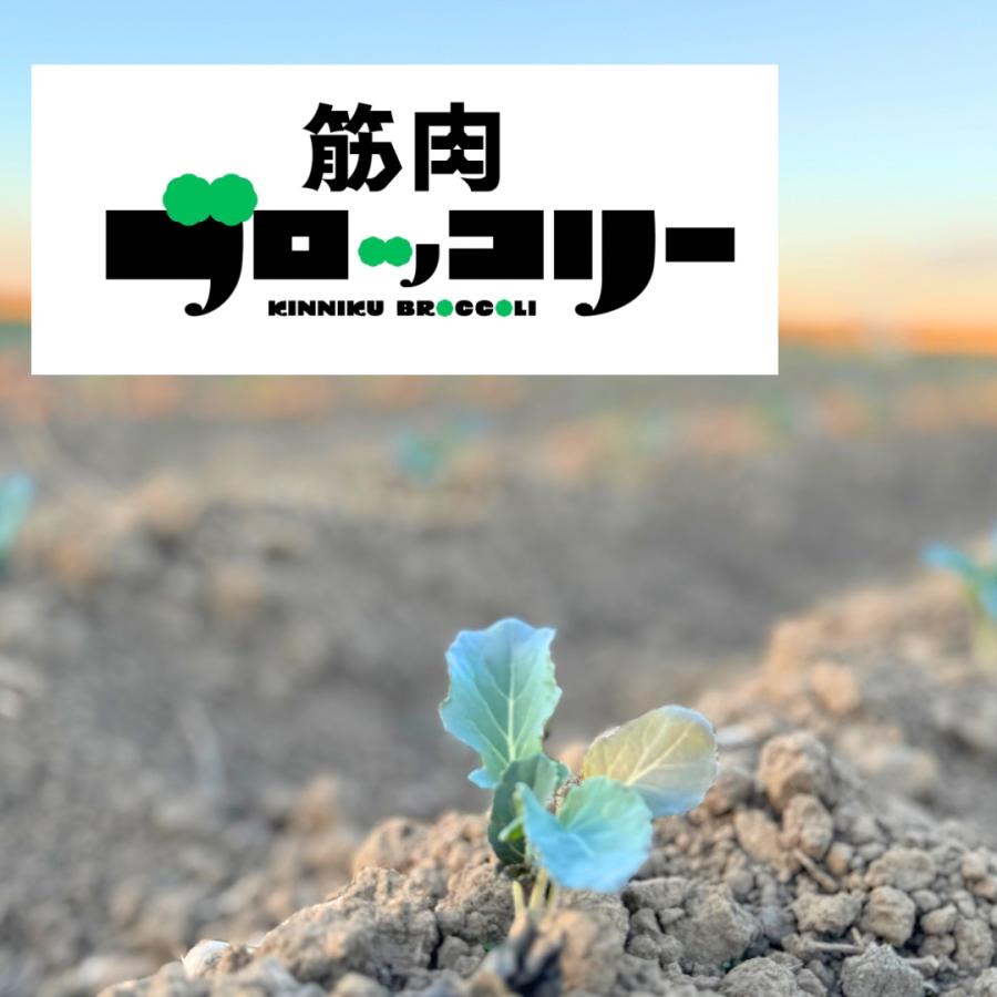 筋肉ブロッコリー１セット（４株） |  | 02