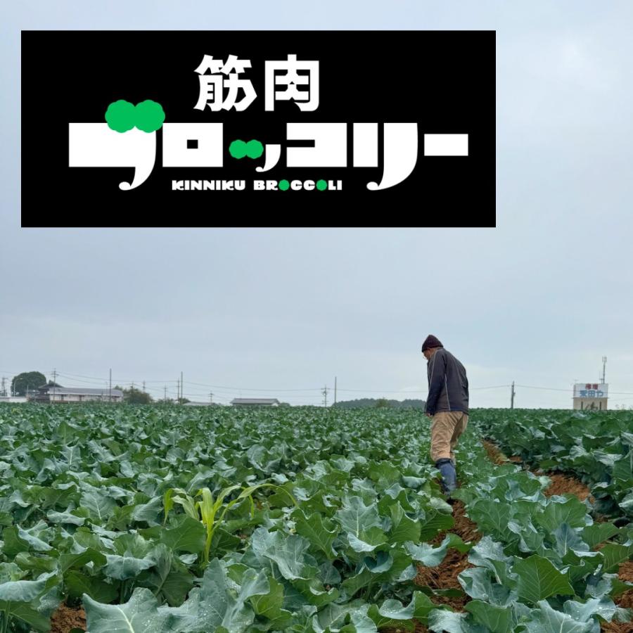 筋肉ブロッコリー１セット（４株） |  | 06