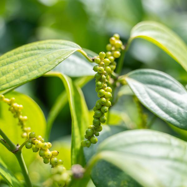 Miyazaki Fresh Pepper ーLEMONー |  | 10