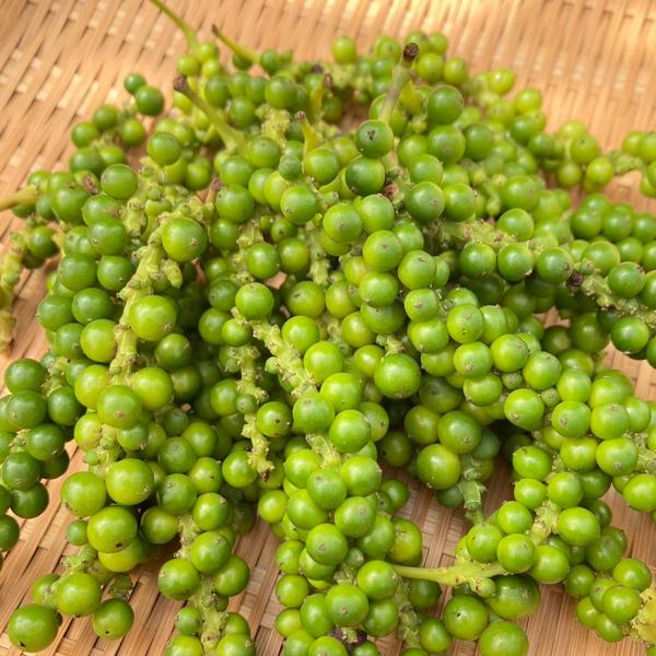 Miyazaki Fresh Pepper ーLEMONー |  | 03