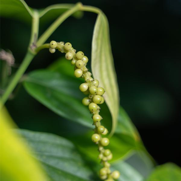 Miyazaki Fresh Pepper ーLEMONー |  | 08