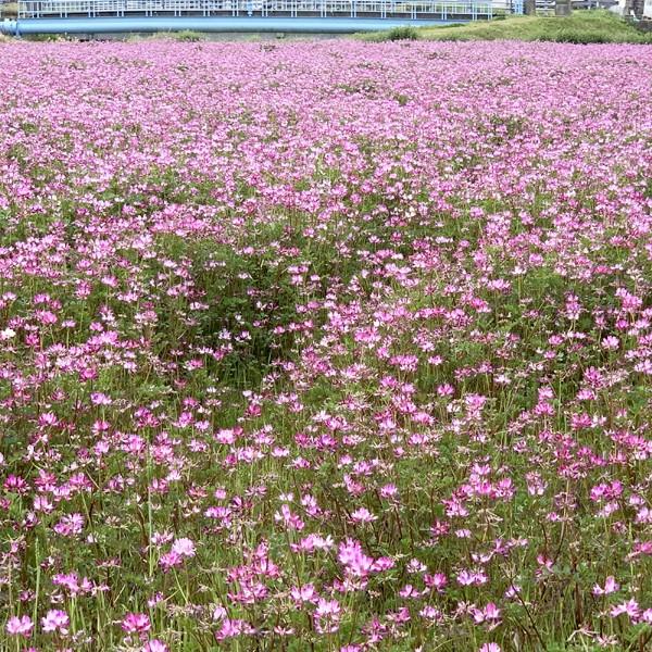 予約受付】【2025年度】国産ハチミツ【600g*2本】 宮崎県産 予約受付】【2025年度】国産ハチミツ【600g*2本】 宮崎県産