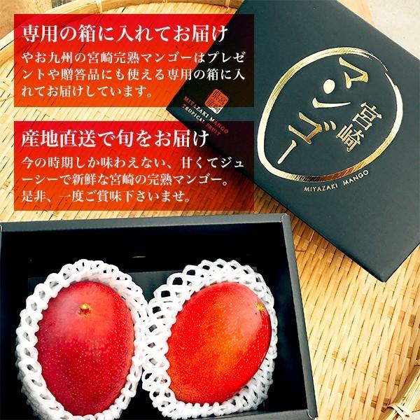 宮崎完熟マンゴー 2個セット 4Lサイズ ギフト プレゼント 贈答品 宮崎完熟マンゴー 2個セット 4Lサイズ ギフト プレゼント 贈答品
