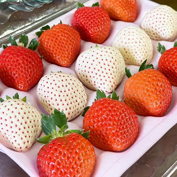 出荷開始】幸せの紅白いちごセット【おおきみ&天使のいちご】宮崎県