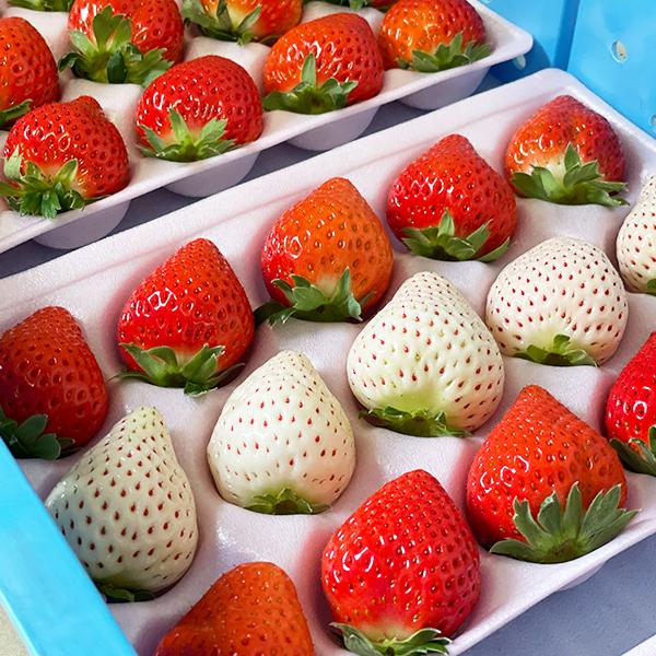 出荷開始】幸せの紅白いちごセット【おおきみ&天使のいちご】宮崎県