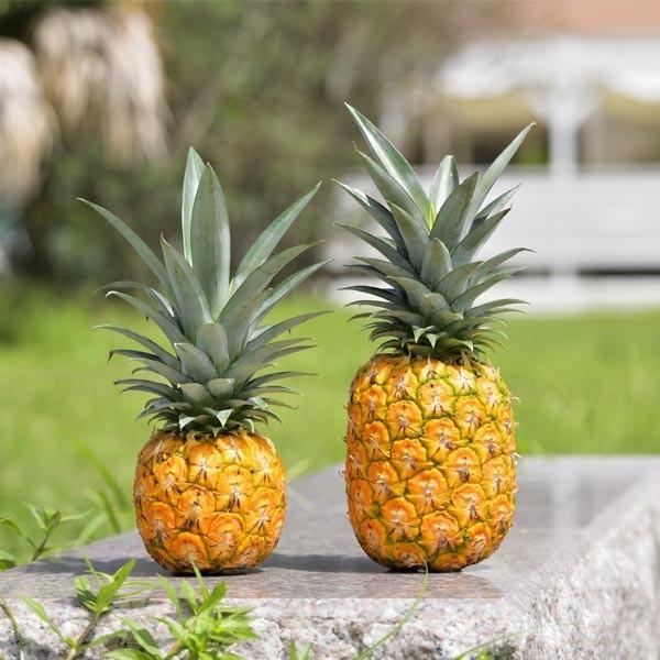 極パイン 小サイズ 500g以上 ギフトに 国産極上パイナップル 農薬 化学肥料不使用 Pain Syo やお九州 通販 Yahoo ショッピング