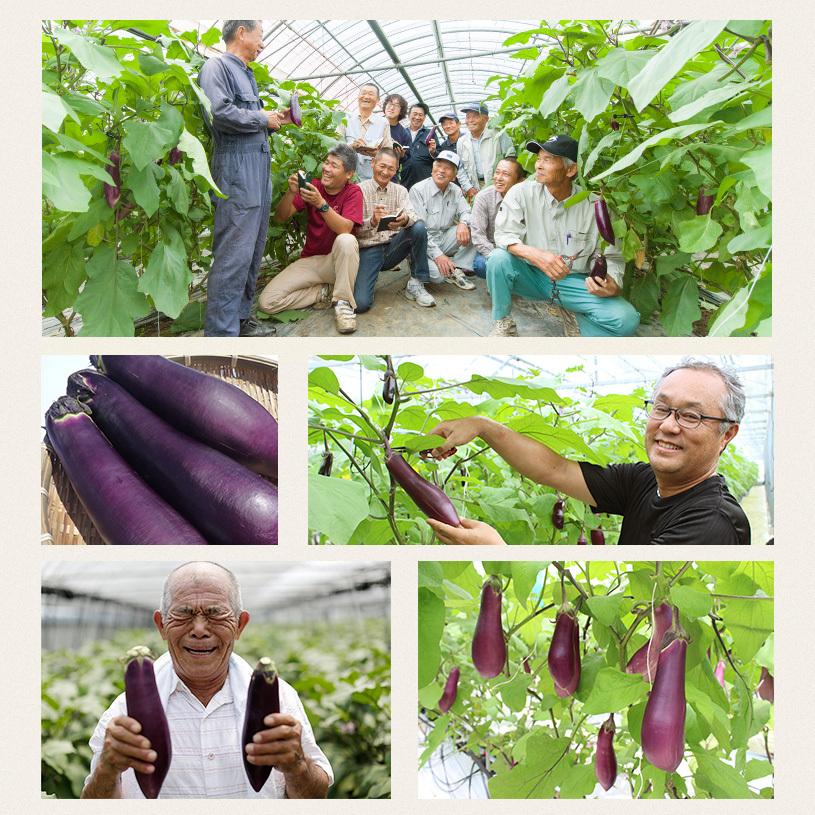 宮崎県特産品【佐土原茄子】佐土原茄子B品１０本 |  | 04