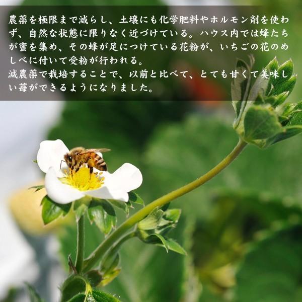 【宮崎県産イチゴ３種食べ比べセット】おおきみ、さちのか、恋みのり |  | 02