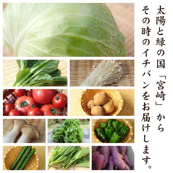 野菜セット やおパック ６回便　10種類　月１回お届け　送料無料 |  | 01