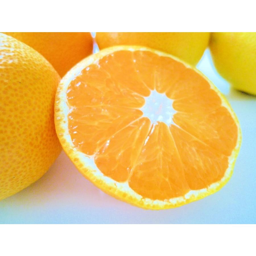 和歌山産 高糖度の温州みかん とろける美味しさ Sサイズ 5kg : 紀州