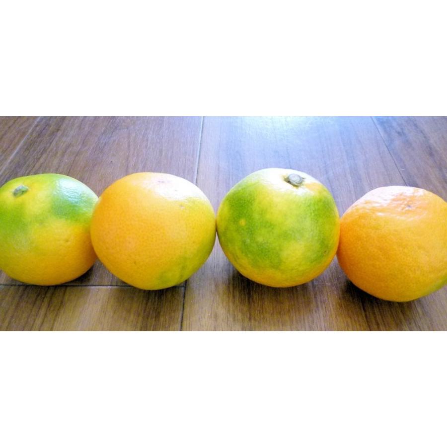 和歌山産 高糖度の温州みかん とろける美味しさ Mサイズ 5kg