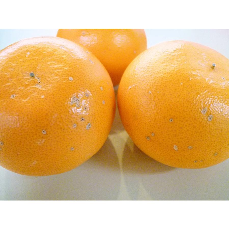 和歌山産 希少な柑橘≪ せとか≫ 濃厚でとろける美味しさ！2.2kg /訳