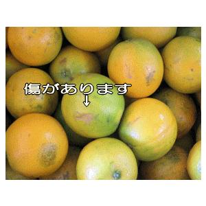訳あり バレンシャオレンジ 7kg めずらしい国産オレンジ 和歌山産 送料無料｜yaoya-kisyu｜02