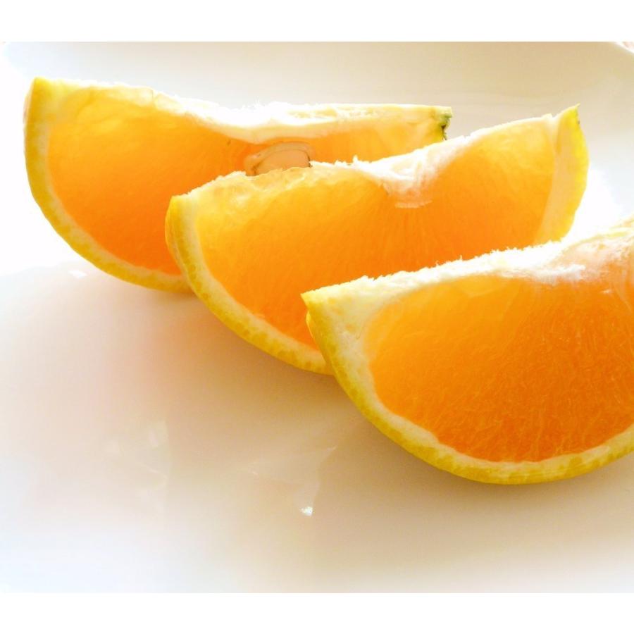 訳あり バレンシャオレンジ 7kg めずらしい国産オレンジ 和歌山産 送料無料｜yaoya-kisyu｜03