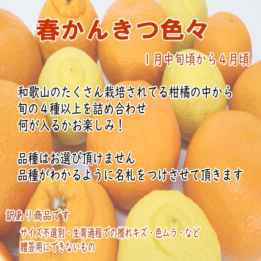 旬の柑橘詰め合わせ 訳あり 7kg以上 和歌山産 4種以上 柑橘セット｜yaoya-kisyu｜02