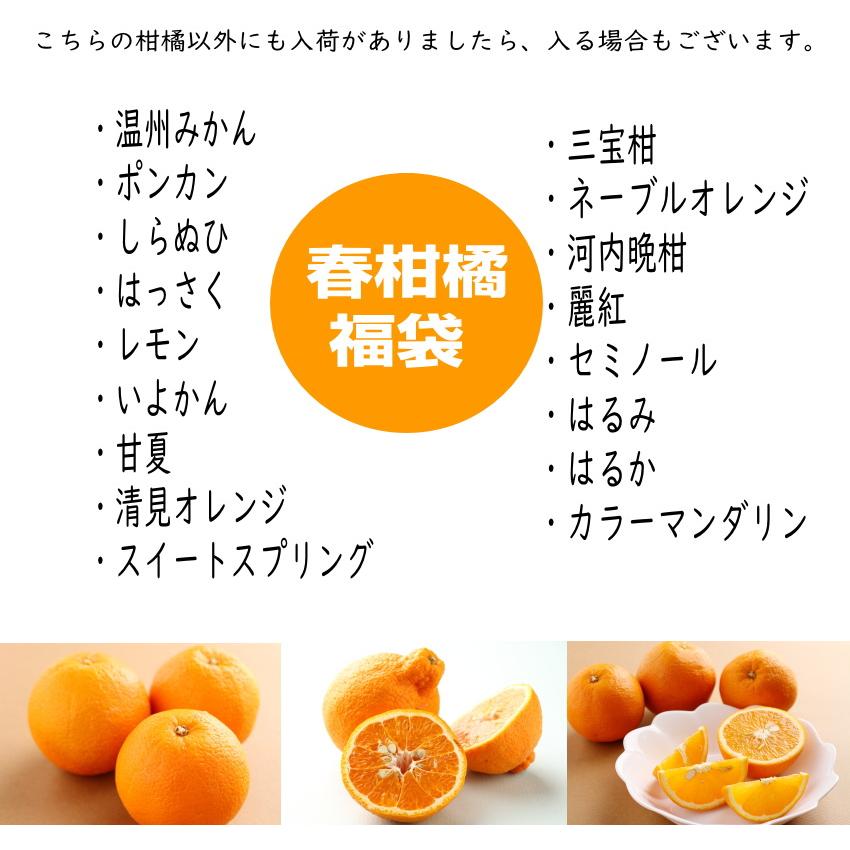 旬の柑橘詰め合わせ 訳あり 7kg以上 和歌山産 4種以上 柑橘セット｜yaoya-kisyu｜03