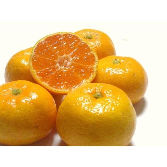 夏だけの贅沢☆九州産 訳あり ハウス みかん 10kg46 ハウスみかん 6個入り×4パック 和歌山の夏の高糖度みかん 送料無料