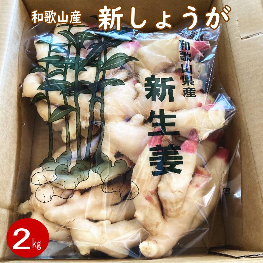 送料無料 新生姜（新ショウガ）2kg 和歌山産 : 紀州田舎の小さな八百屋