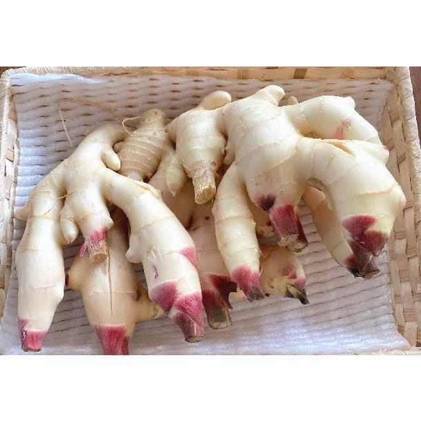 送料無料 新生姜（新ショウガ）2kg 和歌山産 : 紀州田舎の小さな八百屋