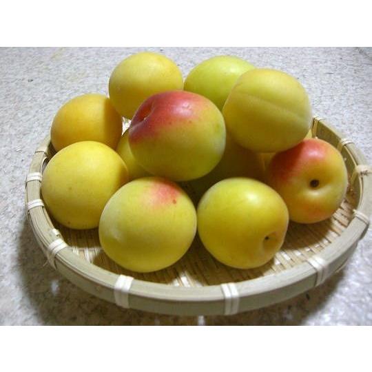 完熟青梅（南高梅）Lサイズ 10kg 梅干し用 和歌山産 送料無料 : 紀州