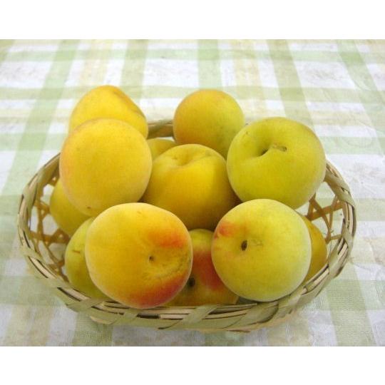 少し訳あり 完熟青梅（南高梅)10kg 梅酒用/梅干し用 和歌山産 : 紀州