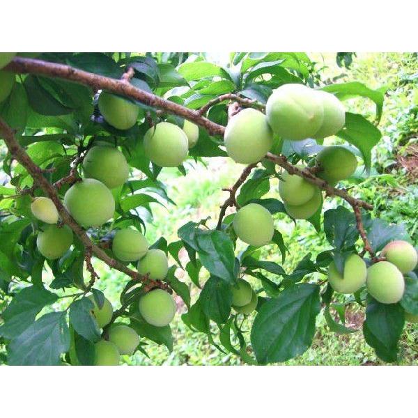 青梅（南高梅) 和歌山産 2L・3Lサイズ 5kg 梅酒用・梅シロップ用 送料