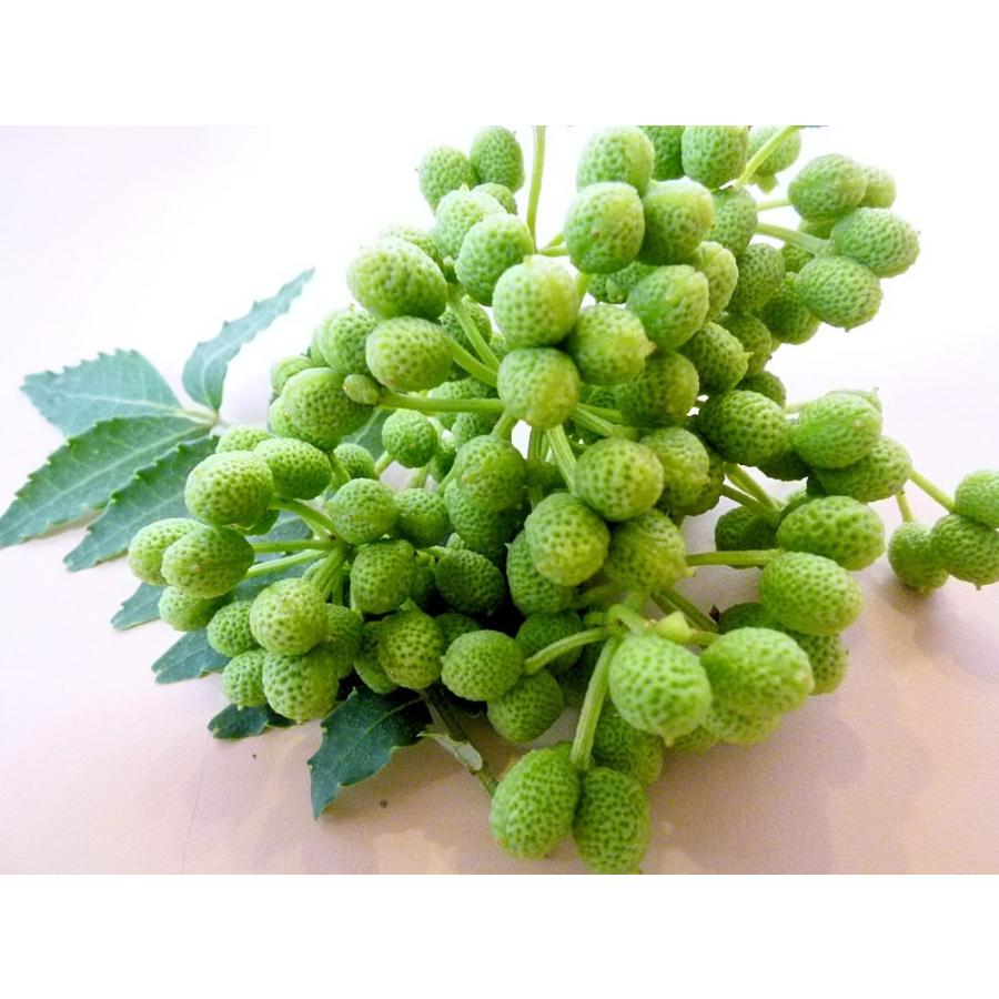 山椒の実（生）200g 和歌山産 実山椒 ぶどう山椒/朝倉山椒 【クール便