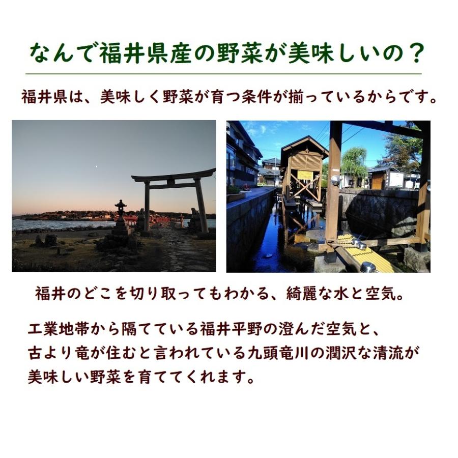 野菜果物セット 惑星のかけらコース 野菜15品目 果物3品目 旬の野菜詰め合せ おまかせ 新鮮 産直 クール便 本州 四国は送料無料 商品説明書同封 008 八百屋テクテク 通販 Yahoo ショッピング