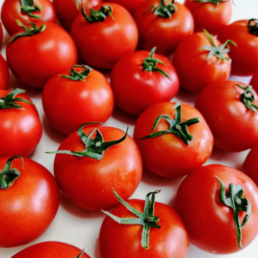 華小町 約1.2kg ミディトマト 越のルビー 福井県産 生産者指定 産直 八百屋テクテクセレクション クール冷蔵便 本州・四国は送料無料 | 