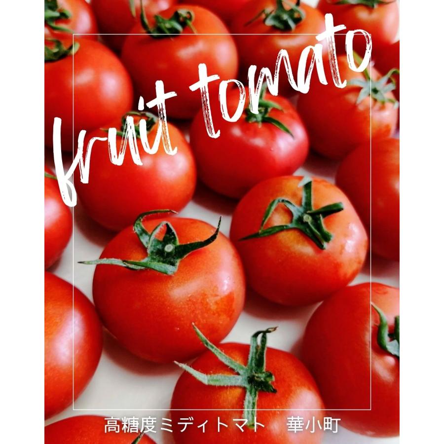 華小町 約1.2kg ミディトマト 越のルビー 福井県産 生産者指定 産直 八百屋テクテクセレクション クール冷蔵便 本州・四国は送料無料 |  | 01