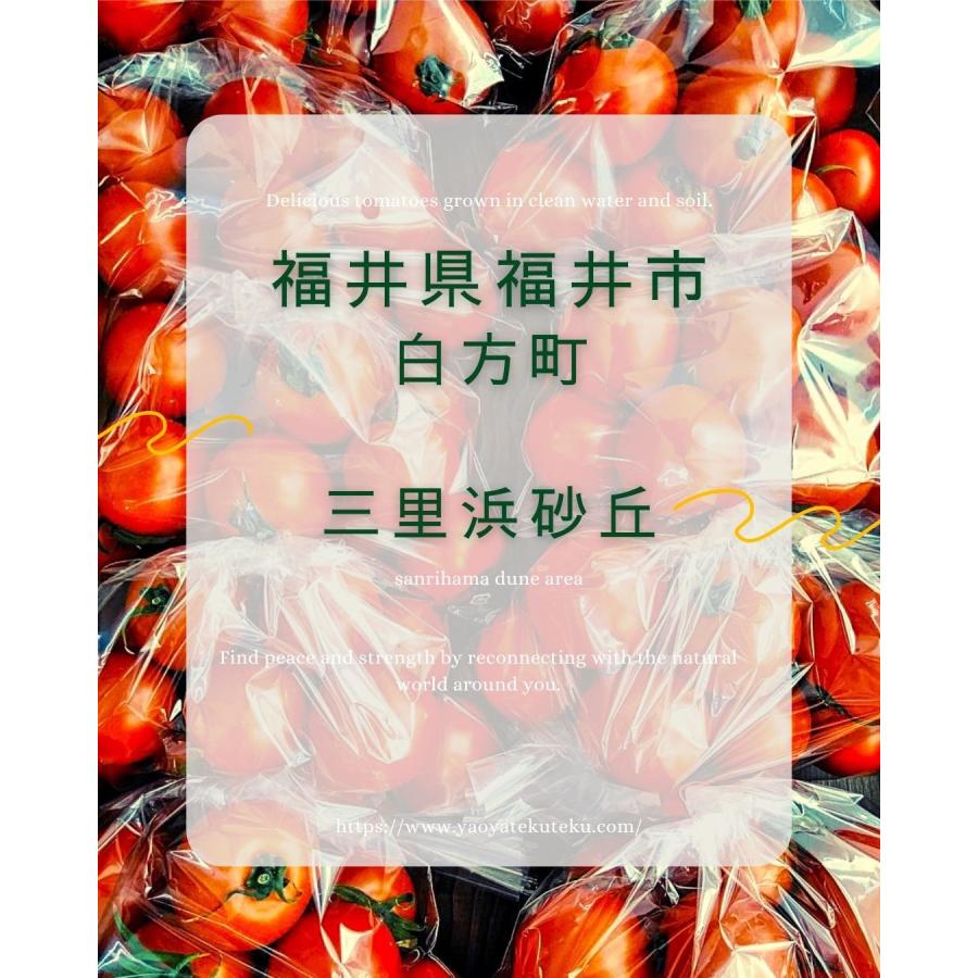 華小町 約1.2kg ミディトマト 越のルビー 福井県産 生産者指定 産直 八百屋テクテクセレクション クール冷蔵便 本州・四国は送料無料 |  | 02