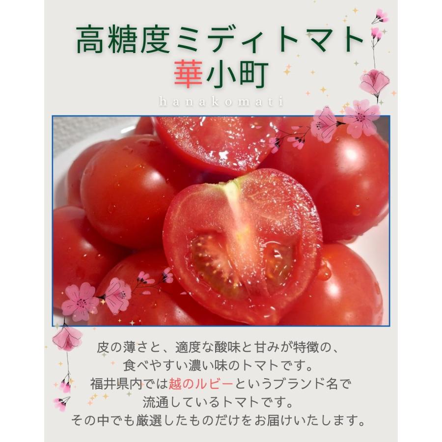 華小町 約1.2kg ミディトマト 越のルビー 福井県産 生産者指定 産直 八百屋テクテクセレクション クール冷蔵便 本州・四国は送料無料 |  | 03