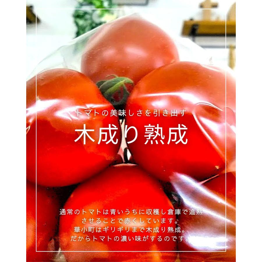 華小町 約1.2kg ミディトマト 越のルビー 福井県産 生産者指定 産直 八百屋テクテクセレクション クール冷蔵便 本州・四国は送料無料 |  | 04