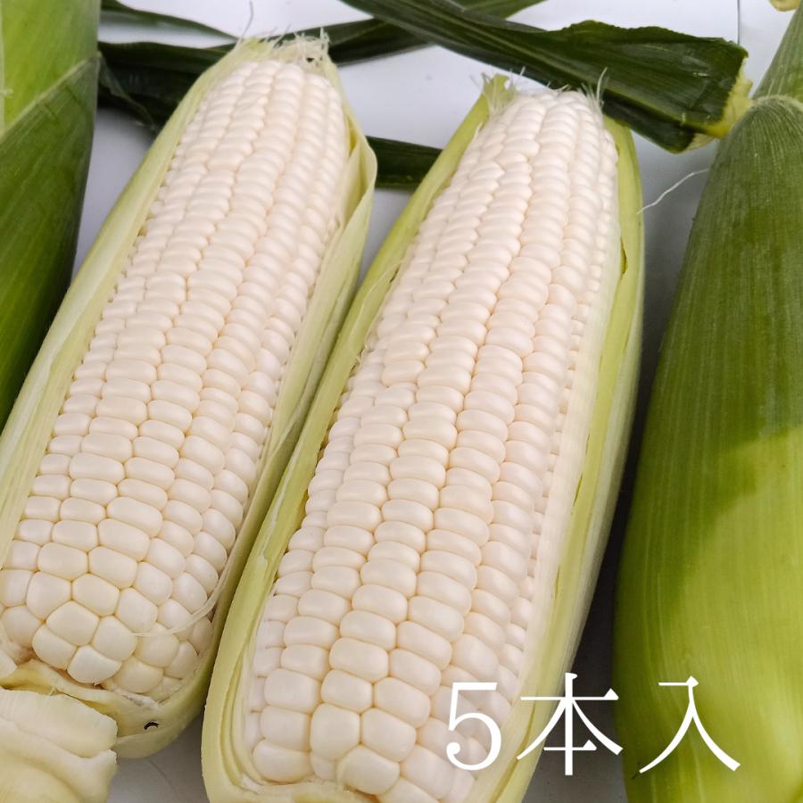 ホワイトコーン 5本 スイートコーン とうもろこし 福井県産 生産者指定 産地直送 八百屋テクテクセレクション クール冷蔵便 | 