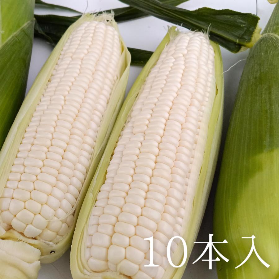 ホワイトコーン 10本 スイートコーン とうもろこし 福井県産 生産者指定 産地直送 八百屋テクテクセレクション クール冷蔵便 | 