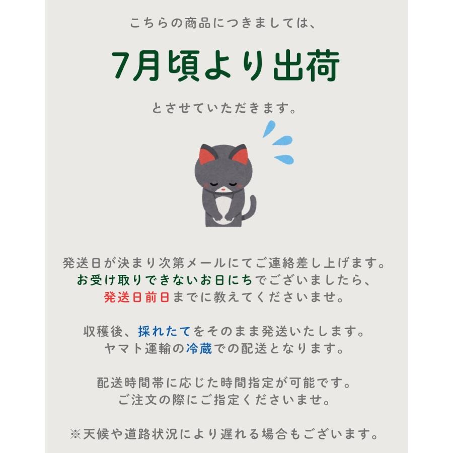 ホワイトコーン 10本 スイートコーン とうもろこし 福井県産 生産者指定 産地直送 八百屋テクテクセレクション クール冷蔵便 |  | 10