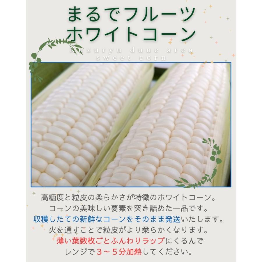 ホワイトコーン 10本 スイートコーン とうもろこし 福井県産 生産者指定 産地直送 八百屋テクテクセレクション クール冷蔵便 |  | 03