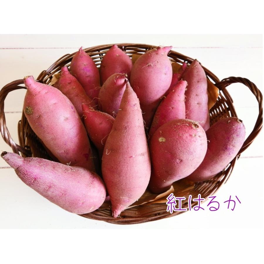 紅はるか 約3kg さつまいも 福井県産 生産者指定 八百屋テクテクセレクション :021:八百屋テクテク - 通販 - Yahoo!ショッピング 紅はるか 約3kg さつまいも 福井県産 生産者指定 八百屋テクテクセレクション :021:八百屋テクテク - 通販 - Yahoo!ショッピング