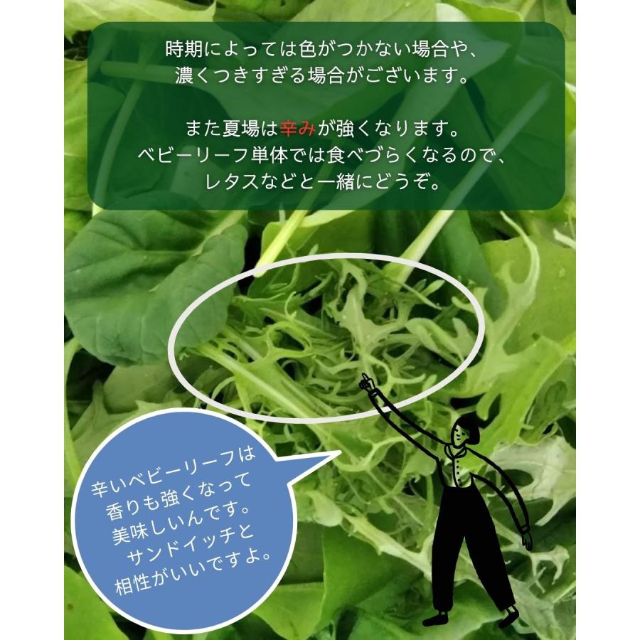 ベビーリーフ 福井県産 農園たや 福井県産 生産者指定 八百屋テクテクセレクション クール冷蔵便 本州・四国は送料無料 商品説明書同封 |  | 07