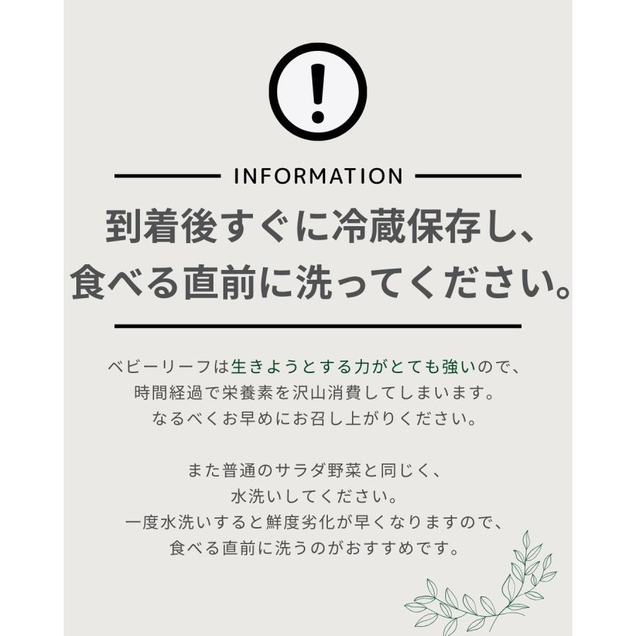 ベビーリーフ 福井県産 農園たや 福井県産 生産者指定 八百屋テクテクセレクション クール冷蔵便 本州・四国は送料無料 商品説明書同封 |  | 08