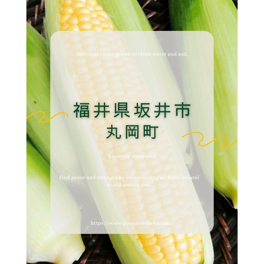 おひさまコーン 10本 スイートコーン とうもろこし 福井県産 生産者指定 産地直送 八百屋テクテクセレクション クール冷蔵便 |  | 02
