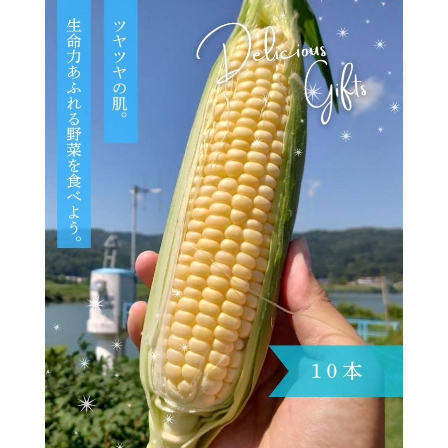 おひさまコーン 10本 スイートコーン とうもろこし 福井県産 生産者指定 産地直送 八百屋テクテクセレクション クール冷蔵便 |  | 05