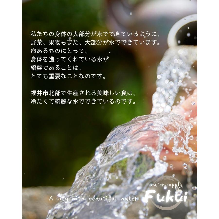 福井県産 マルセイユメロン 1個 予約販売受付中 6月下旬頃より発送 食べごろ表示付き 赤肉メロン 八百屋テクテクセレクション |  | 13