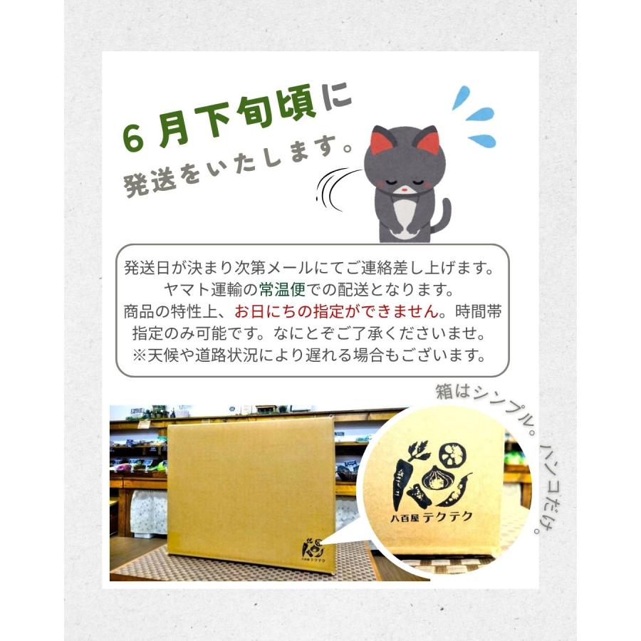 福井県産 マルセイユメロン 1個 予約販売受付中 6月下旬頃より発送 食べごろ表示付き 赤肉メロン 八百屋テクテクセレクション |  | 07