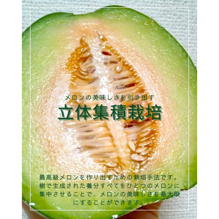 福井県産 アールスメロン 予約販売受付中 初夏は6月下旬頃より発送 秋は10月中旬頃より発送 食べごろ表示付き 青肉メロン |  | 04
